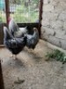 3 X SILVER LACED WYANDOTTE ROOSTER & HEN OCKIE HEILBERG (Per animal to take the lot)
