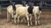 5 X DORPER RAM DKG AGRICULTURAL & CO (Per animal to take the lot)