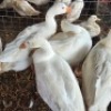 5 X FARM GEESE MALE & FEMALE NICHOLAS CRAWFORD (Per animal to take the lot)
