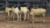 5 X DORPER RAM DKG AGRICULTURAL & CO (Per animal to take the lot)