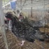 2 X KOEKOEK POLISH BANTAMS NICHOLAS CRAWFORD (Per animal to take the lot)