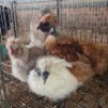 5 X SILKIE CROSSINGS NICHOLAS CRAWFORD (Per animal to take the lot)