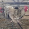 2 X KOEKOEK ORPINGTON NICHOLAS CRAWFORD (Per animal to take the lot)