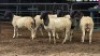5 X DORPER RAM DKG AGRICULTURAL & CO (Per animal to take the lot)
