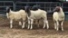 5 X DORPER RAM DKG AGRICULTURAL & CO (Per animal to take the lot)