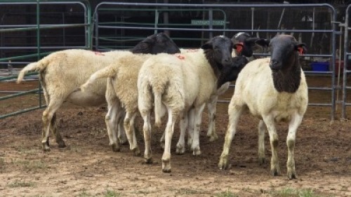5 X DORPER RAM DKG AGRICULTURAL & CO (Per animal to take the lot)