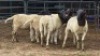 5 X DORPER RAM DKG AGRICULTURAL & CO (Per animal to take the lot)