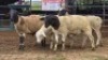 5 X DORPER RAM DKG AGRICULTURAL & CO (Per animal to take the lot)