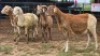 4 X MEATMASTER RAM DKG AGRICULTURAL & CO (Per animal to take the lot)