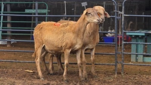 2 X MEATMASTER RAM DKG AGRICULTURAL & CO (Per animal to take the lot)