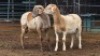 2 X MEATMASTER RAM NICHOLAS CRAWFORD (Per animal to take the lot)