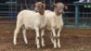 2 X MEATMASTER RAM NICHOLAS CRAWFORD (Per animal to take the lot)