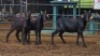 3 X MBUZI DOE NICHOLAS CRAWFORD (Per animal to take the lot)