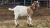 1 X BOER GOAT BUCK NICHOLAS CRAWFORD