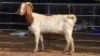 1 X BOER GOAT DOE KHALMESHE AGRICULTURAL HOLDINGS (Per animal to take the lot)