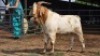 1 X BOER GOAT BUCK KHALMESHE AGRICULTURAL HOLDINGS (Per animal to take the lot)
