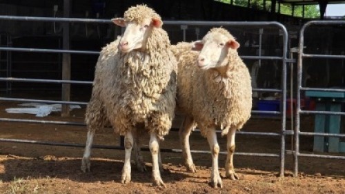 2 X ILE DE FRANCE EWE KHALMESHE AGRICULTURAL HOLDINGS (Per animal to take the lot)