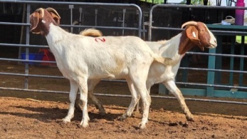 2 X BOER GOAT DOE KHALMESHE AGRICULTURAL HOLDINGS (Per animal to take the lot)