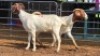 2 X BOER GOAT DOE KHALMESHE AGRICULTURAL HOLDINGS (Per animal to take the lot)