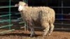 1 X ILE DE FRANCE EWE KHALMESHE AGRICULTURAL HOLDINGS (Per animal to take the lot)