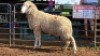 1 X ILE DE FRANCE RAM KHALMESHE AGRICULTURAL HOLDINGS (Per animal to take the lot)