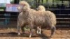 2 X ILE DE FRANCE RAM KHALMESHE AGRICULTURAL HOLDINGS (Per animal to take the lot)