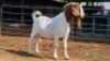 1 X BOER GOAT BUCK VERMEULEN GENETICS (Per animal to take the lot)
