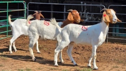 3 X BOER GOAT DOE VERMEULEN GENETICS (Per animal to take the lot)