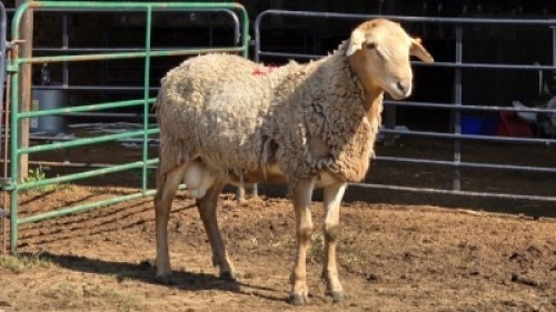 1 X MEATMASTER RAM VERMEULEN GENETICS (Per animal to take the lot)