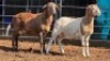 2 X MEATMASTER RAM VERMEULEN GENETICS (Per animal to take the lot)
