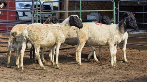 5 X DORPER RAM DKG AGRICULTURAL & CO (Per animal to take the lot)