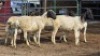 5 X DORPER RAM DKG AGRICULTURAL & CO (Per animal to take the lot)