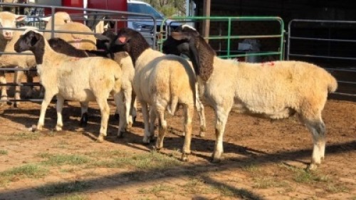 5 X DORPER RAM DKG AGRICULTURAL & CO (Per animal to take the lot)
