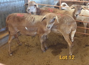 LOT 12 3X MEATMASTER OOI/EWE OSVLEY MEATMASTERS (PER STUK OM LOT TE NEEM/PER PIECE TO TAKE THE LOT)