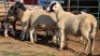5 X DORPER RAM DKG AGRICULTURAL & CO (Per animal to take the lot)