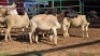 6 X DORPER RAM DKG AGRICULTURAL & CO (Per animal to take the lot)