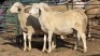 3 X WHITE DORPER RAM DKG AGRICULTURAL & CO (Per animal to take the lot)