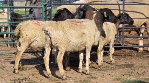 5 X DORPER RAM DKG AGRICULTURAL & CO (Per animal to take the lot)