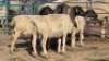 5 X DORPER RAM DKG AGRICULTURAL & CO (Per animal to take the lot)