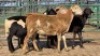 4 X MEATMASTER RAM DKG AGRICULTURAL & CO (Per animal to take the lot)