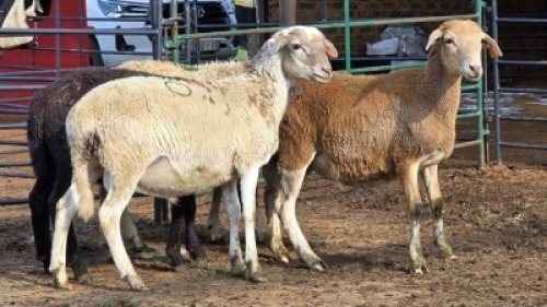 4 X MEATMASTER RAM DKG AGRICULTURAL & CO (Per animal to take the lot)