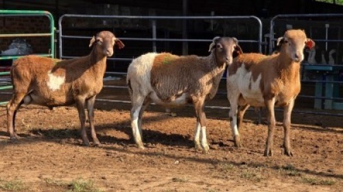 3 X MEATMASTER RAM DKG AGRICULTURAL & CO (Per animal to take the lot)