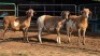 3 X MEATMASTER RAM DKG AGRICULTURAL & CO (Per animal to take the lot)