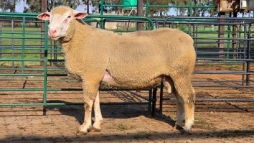 1 X ILE DE FRANCE RAM THE FARM BARN (Per animal to take the lot)