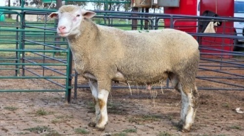 1 X ILE DE FRANCE RAM THE FARM BARN (Per animal to take the lot)