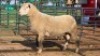 1 X ILE DE FRANCE RAM THE FARM BARN (Per animal to take the lot)