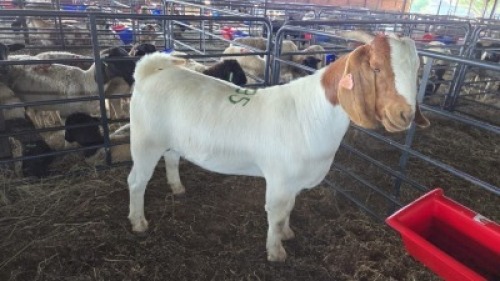 1 X BOER GOAT DOE KV LIVESTOCK