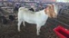 1 X BOER GOAT DOE KV LIVESTOCK