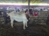 1 X BOER GOAT DOE KV LIVESTOCK