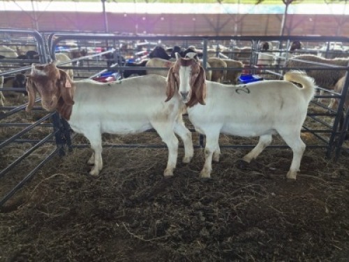 2 X BOER GOAT DOE KV LIVESTOCK (Per animal to take the lot)